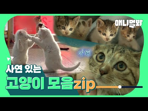 Видео: Bing-Watch на кошках с историями, которые нужно рассказать