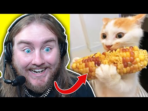 Видео: МЕМЫ, КОТОРЫЕ ДОВОЛЬНО НЕОБЫЧНЫ?