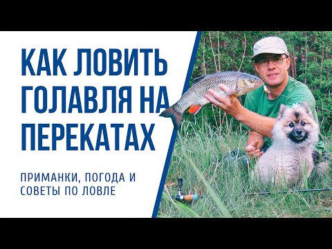 Видео: Как ловить голавля на перекатах