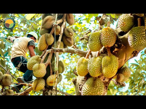 Видео: Как собирать дуриан | Технология выращивания и переработка азиатского дуриана | Документальный фи...