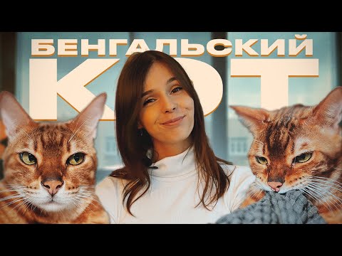 Видео: БЕНГАЛЬСКИЙ КОТ / ПЛЮСЫ И МИНУСЫ ПОРОДЫ / СТОИТ ЛИ ЗАВОДИТЬ?