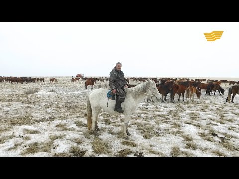 Видео: «Алтын бесік». «Мақсат» шаруа қожалығының басшысы Қайрат Көпбаев