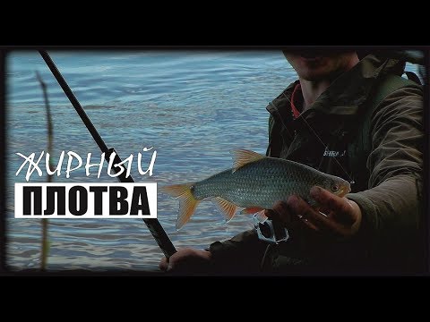 Видео: Ловля плотвы на боковой кивок #СекретыЧемпиона