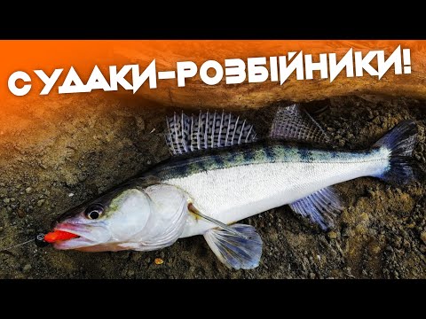 Видео: Секрети ловлі судака в Києві