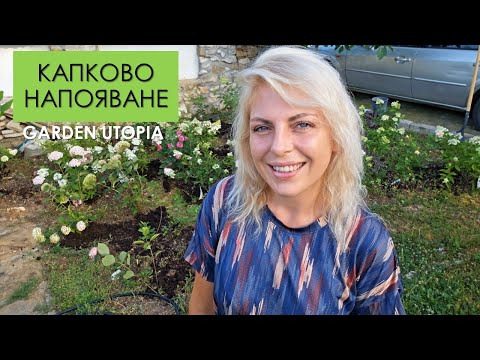Видео: Как да си направим многогодишно КАПКОВО за ГРАДИНАТА