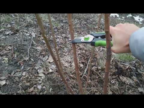 Видео: Весенняя обрезка роз.  Виды и способы обрезки.