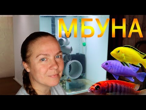 Видео: Малавийские цихлиды