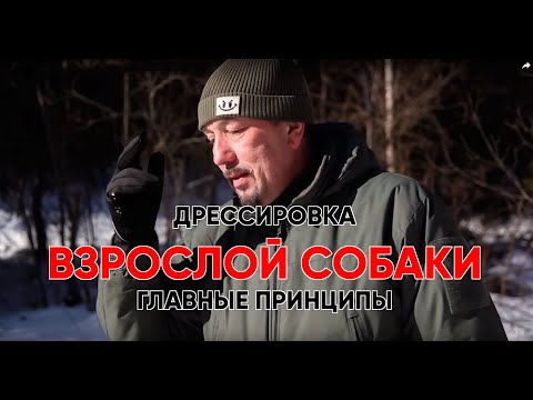 Видео: Главные принципы дрессировки взрослой собаки