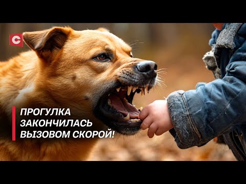 Видео: Нападения животных | Новые правила содержания питомцев | Чего ожидать владельцам собак?