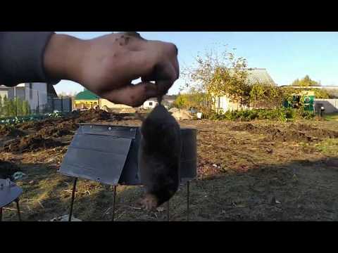 Видео: Как избавиться от кротов на 100% .электрическая кротоловка.