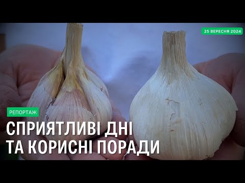 Видео: Коли садити часник на зиму, щоб мати великий врожай