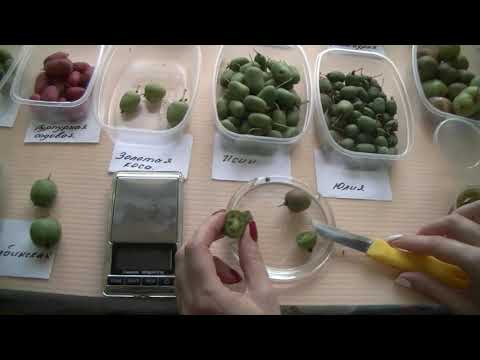 Видео: Дегустация плодов актинидии