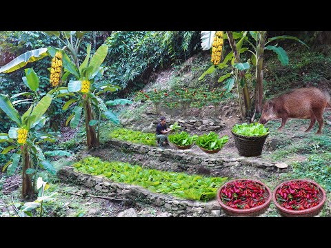 Видео: Сбор урожая чили и капусты после 3 месяцев посадки и ухода — Mountain Gardening