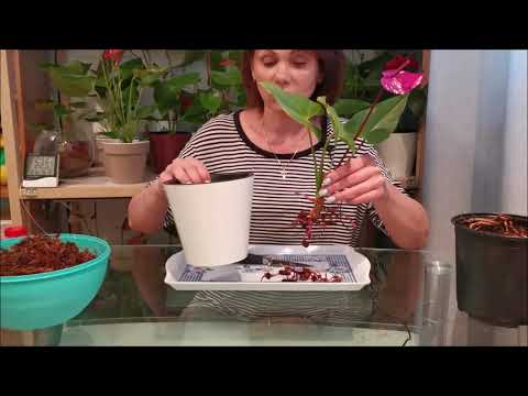 Видео: Реанимация антуриума Юта (Utah) после долгой пересылки