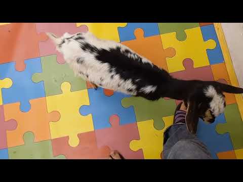 Видео: Чем кормить козу в запуске? завели мини пигов.