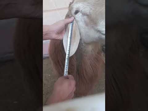 Видео: 7 ноября 2025 г.