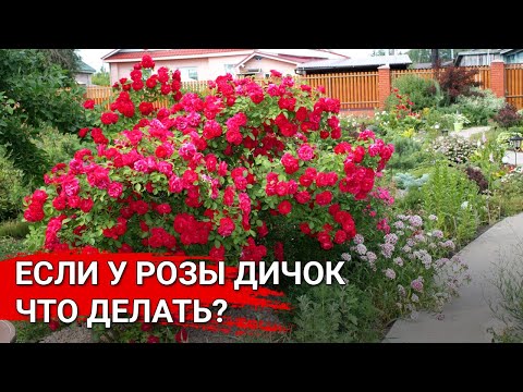 Видео: Если у розы дичок – что делать?