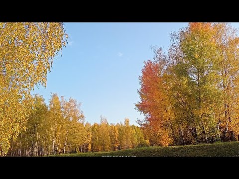 Видео: Осенние пейзажи, осень в городе 🍁🍂