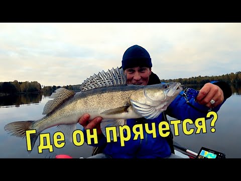 Видео: Крупный судак - Найти и поймать!