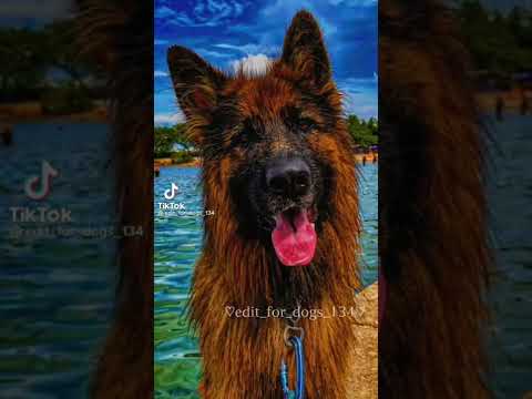 Видео: ♡эдиты только с немецкой овчаркой♡🥎🦴♡edits only with a german shepherd♡
