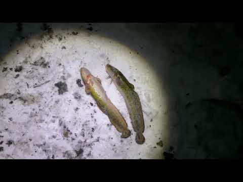 Видео: ВЕЧЕР НА РЕКЕ. Зимняя рыбалка на НАЛИМА ночью.