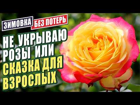 Видео: ГОТОВИМ РОЗЫ К УСПЕШНОЙ ЗИМОВКЕ! НУЖНО ЛИ УКРЫВАТЬ РОЗЫ?