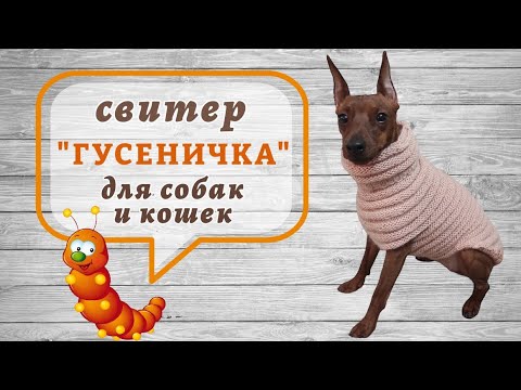 Видео: Свитер "Гусеничка" для собак и кошек