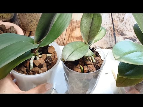 Видео: БЫСТРАЯ ПЕРЕСАДКА ПОДРОСТКА #phalaenopsis Fangmei Black Piano🥀🥀🥀