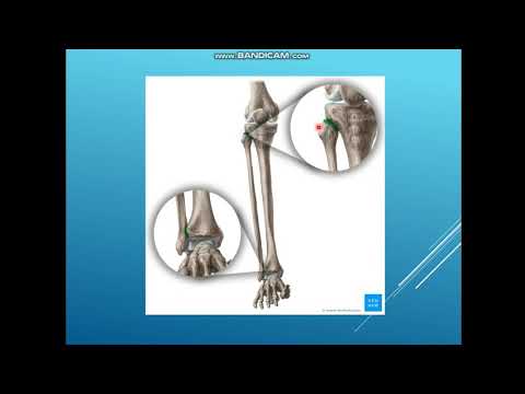 Видео: Сирақ сүйектері арасындағы буындар мен байланыстар. Аяқ буындары