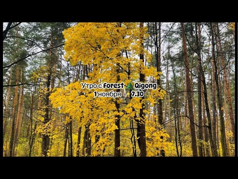 Видео: Forest🌲Qigong в прямом эфире!