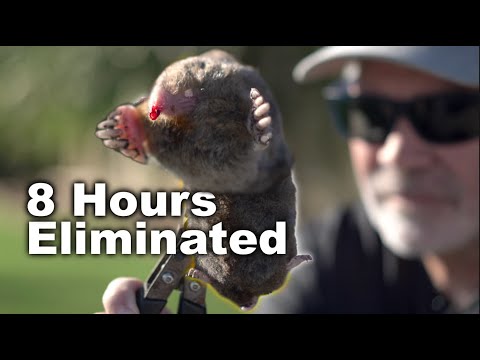 Видео: Избавьтесь от кротов на газоне