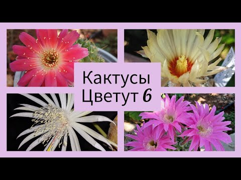 Видео: 2024.Цветут Кактусы.6 серия