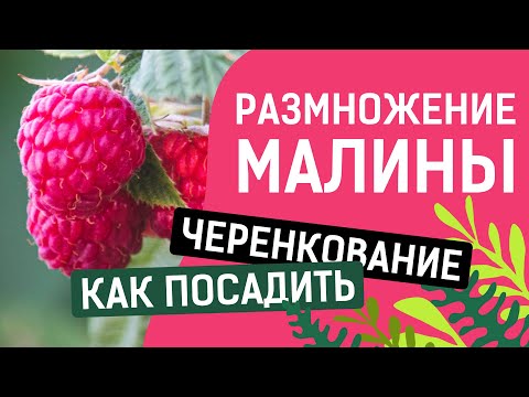 Видео: ЧЕРЕНКОВАНИЕ МАЛИНЫ!! ПРОСТО,БЫСТРО И УДОБНО!!