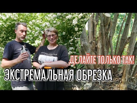 Видео: Мастер-класс по формирующей и омолаживающей обрезке старого чубушника