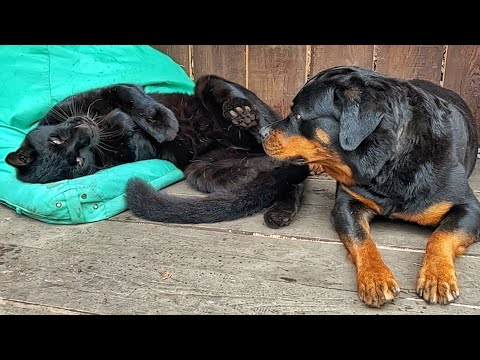Видео: Диванные нежности пантеры Луны и Вензы