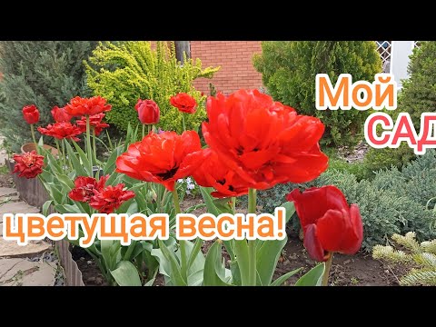 Видео: Мой весенний ЦВЕТУЩИЙ САД!. Прогулка-обзор, 25 апреля 2025 г.