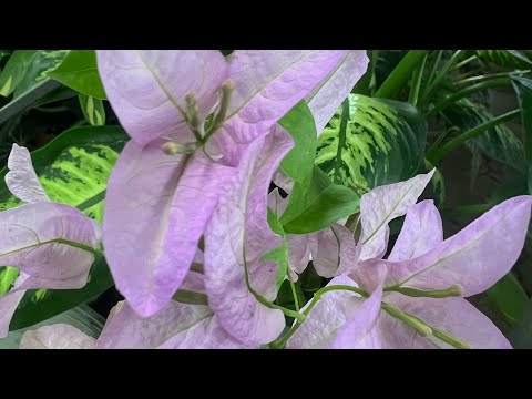 Видео: Болмо гулдорунун топурагында Паразитер Долгоносик ,Энхитреусы,Нематоды жана Сөөл жандардын зыяны.