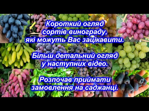 Видео: Короткий огляд сортів винограду, які можуть Вас зацікавити. Розпочав прийом замовлення на саджанці.