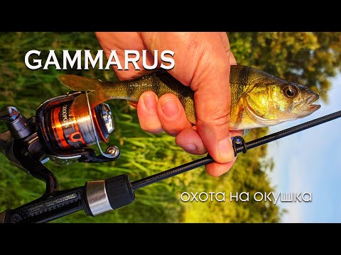 Видео: Gammarus. Охота на мелкого окушка.