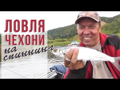 Видео: Ловля чехони на спиннинг