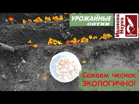 Видео: НИКАКОГО КУПОРОСА! Сажаем лук и чеснок ЭКОЛОГИЧНО! Только натуральные удобрения и обработки!