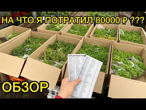 Видео: Получил большой заказ укор черенков от Danziger. Обзор.