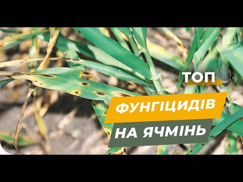 Видео: Как выбрать фунгицид? ТОП наиболее эффективных препаратов на ячмень