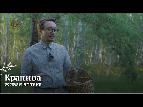 Видео: Крапива // Живая аптека