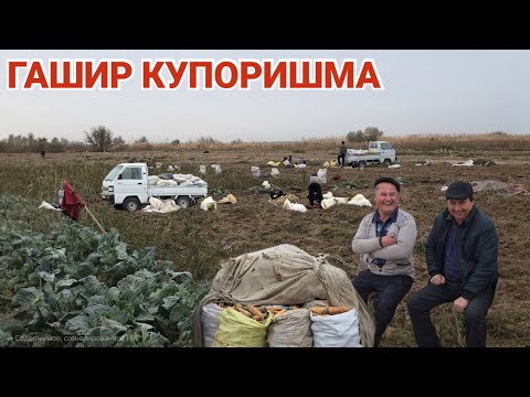Видео: ГАШИР КУПОРИШМА СЕЗОН САБЗИ ТЕЗ КУРИНГ