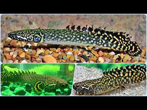 Видео: Рыбка Полиптерус Орнатипинис Содержание Разведение Совместимость