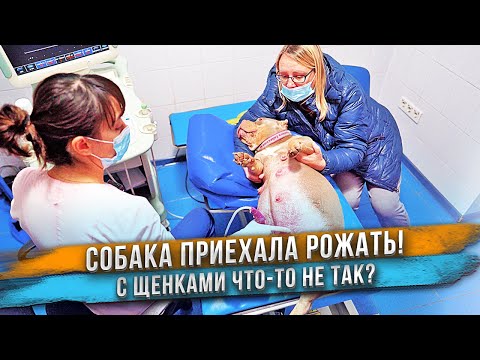 Видео: Щенки в животе собаки вызывают беспокойство...