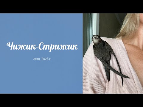 Видео: Чижик-Стрижик | 4K |