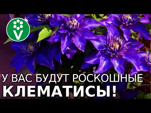 Видео: 4 ФАКТОРА ПОСАДКИ КЛЕМАТИСА, которые обеспечат безупречную красоту на вашем участке!