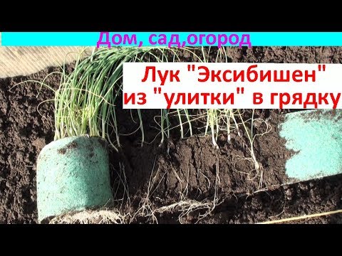Видео: Лук "Эксибишен" из "улитки" в грядку!!!